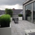 Bamboe Buxus en gras 2